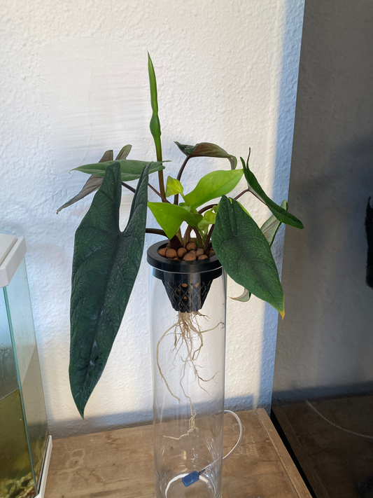 Bulla Guide to planting plants