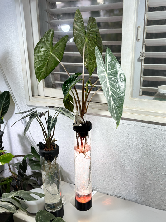 בולה - Bulla bubble pot- גדול